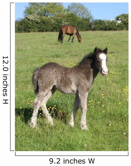 Grey Foal