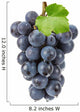 purple grapes Wall Decal