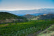 Vineyard Foot Mountain