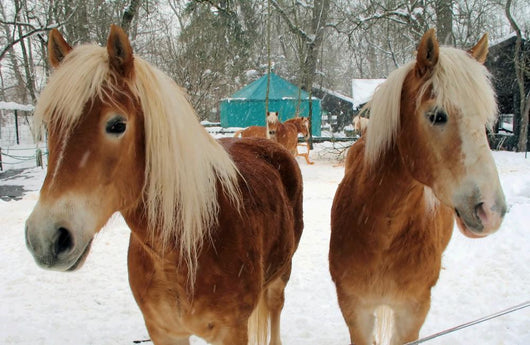 Winter Horses Wall Mural