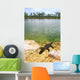 Florida Everglades American Alligator Wall Mural