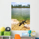 Florida Everglades American Alligator Wall Mural