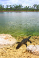 Florida Everglades American Alligator Wall Mural