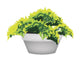 Illustration of Evergreen Plant in Flower Pot Wall Decal