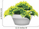 Illustration of Evergreen Plant in Flower Pot Wall Decal