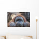 Orangutan Monkey up Portrait