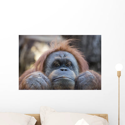 Orangutan Monkey up Portrait shown on a wall