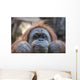 Orangutan Monkey up Portrait