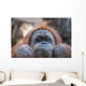 Orangutan Monkey up Portrait