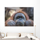 Orangutan Monkey up Portrait