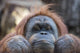 Orangutan Monkey up Portrait