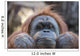 Orangutan Monkey up Portrait