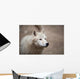 Arctic Wolf Wall Mural