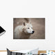 Arctic Wolf Wall Mural