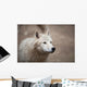 Arctic Wolf Wall Mural