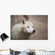 Arctic Wolf Wall Mural