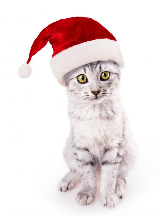 santa hat cat Wall Decal