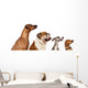 group of dogs  looking up Wall Decal