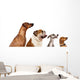 group of dogs  looking up Wall Decal