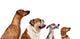 group of dogs  looking up Wall Decal