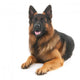 German shepherd Wall Decal