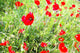poppies Wall Mural