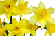 Daffodils Wall Decal