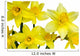 Daffodils Wall Decal