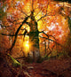 Autumn forest in Ukraine Wall Mural