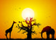 Elephant and giraffe with a baobab at sunset Wall Mural
