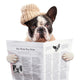 French bulldog in hat reading newspaper over white Wall Decal