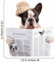 French bulldog in hat reading newspaper over white Wall Decal