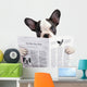 French bulldog reading newspaper over white Wall Decal