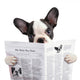 French bulldog reading newspaper over white Wall Decal