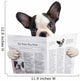 French bulldog reading newspaper over white Wall Decal
