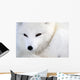 Arctic Fox Wall Mural