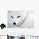 Arctic Fox Wall Mural