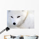 Arctic Fox Wall Mural
