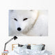 Arctic Fox Wall Mural