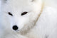 Arctic Fox Wall Mural