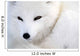 Arctic Fox Wall Mural