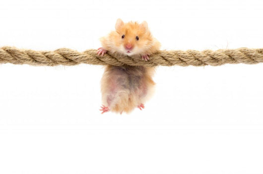 hamster Wall Decal