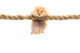 hamster Wall Decal