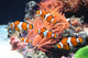Sea anemone and clown fish Wall Mural
