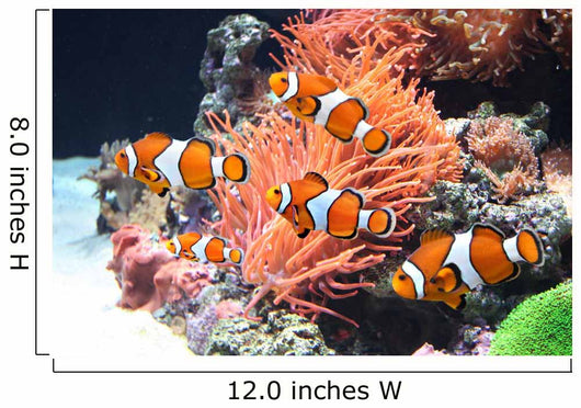Sea anemone and clown fish Wall Mural