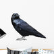 Black Raven Bird White