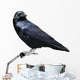 Black Raven Bird White