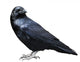 Black Raven Bird White