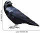 Black Raven Bird White