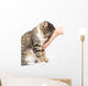 caress a cat on a white background Wall Mural